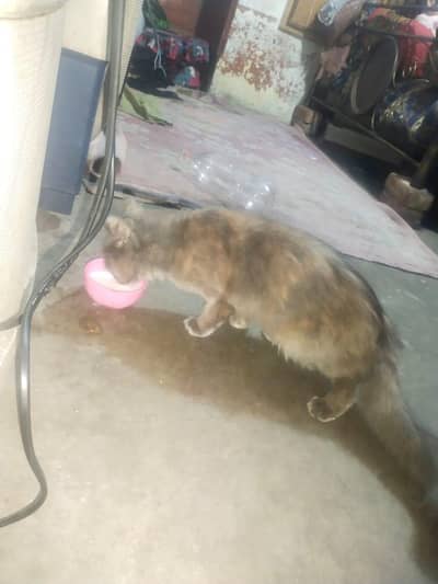 urgant sale waths app 03228012880