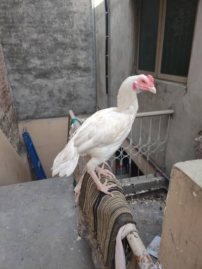 Pure Herra Aseel Patha