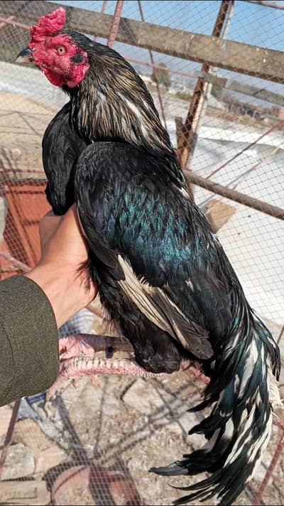 high quality aseel murga available