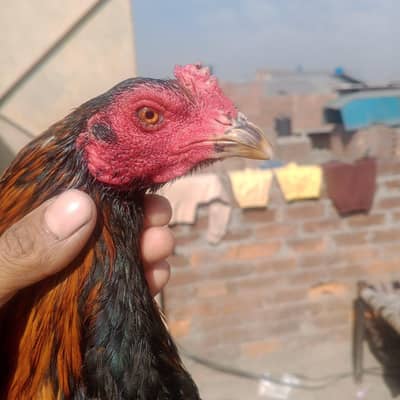 high quality bannet pakoye patha father imported