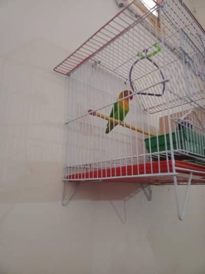 Lovd Bird for sale with and box