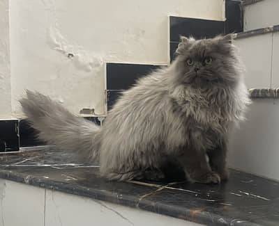 Pure Persian Male Kitten – 6 Months, Fluffy, Gentle & Potty Trained