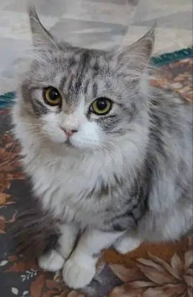 Persian cat male