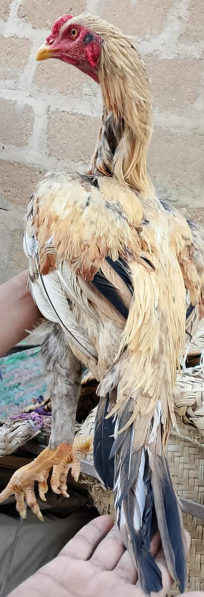 Mashallah high Quality Jageeri pattha 03422719740