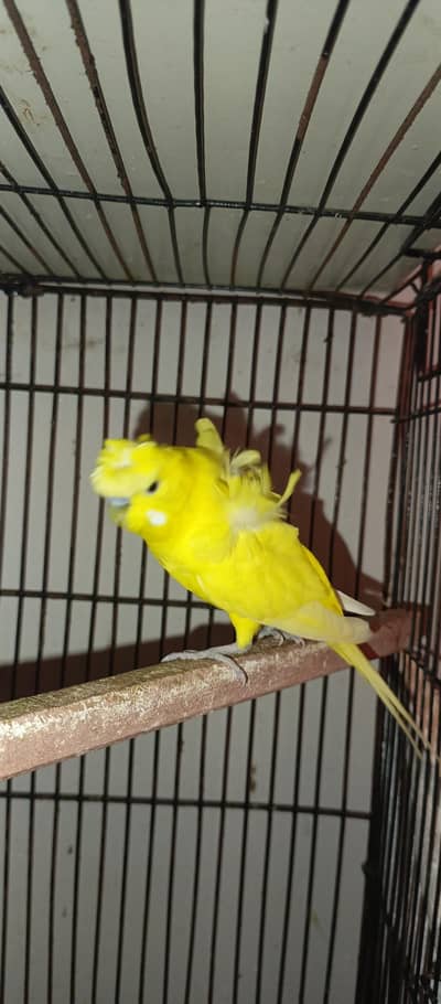 hogoromo double flower pair