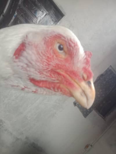 paper white Heera shamo × afgani madi