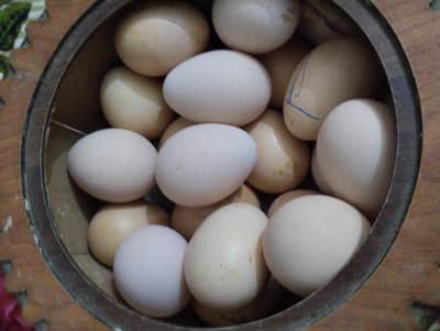 High Class aseel Lakha cheena or mushaka cheena eggs available