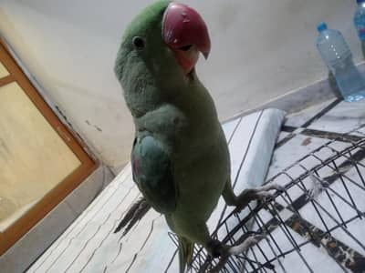 Raw Active male parrot, semi tamed, talking on mood