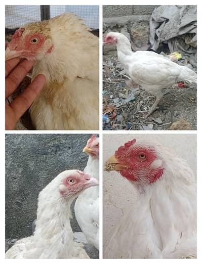 heera aseel madi heera female hen