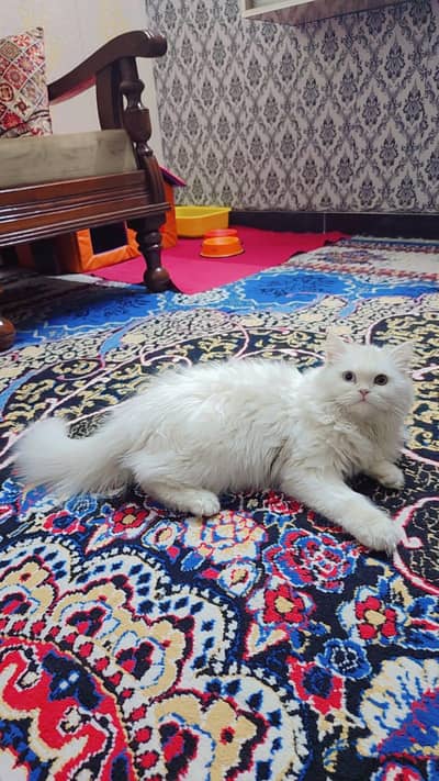 Lovely Kitten Available | Litter Box, Food Tray & More Included