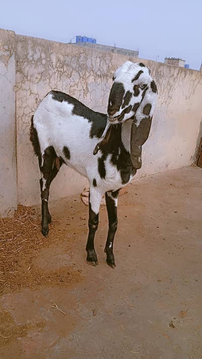 Bakri For sale
