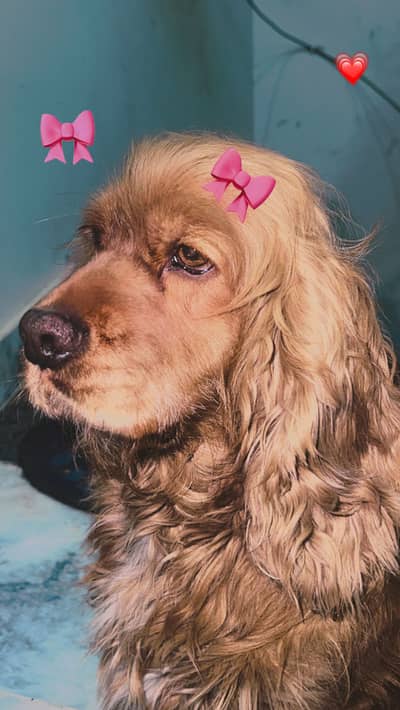 cocker spenial 3 year old