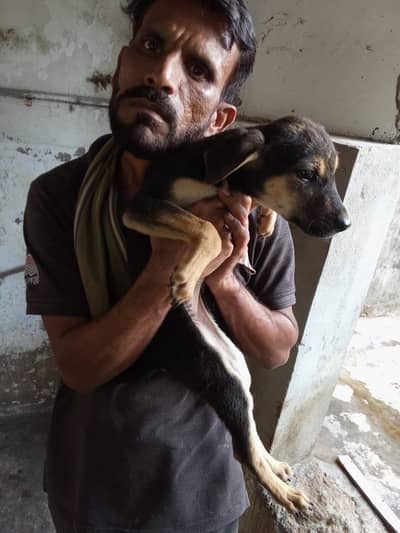 Afghani Kuchi puppies