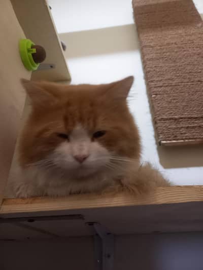 Perfect persian healthy male cat