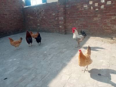 Ghar k palay Murgha Murghi for sale Lahore 03004630669