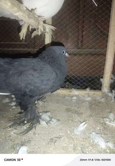 Pair Of Sherazi Pegions