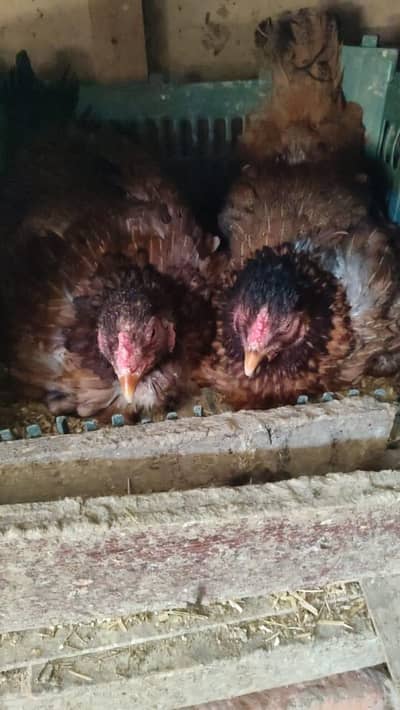 Broody kurak kurruk hens