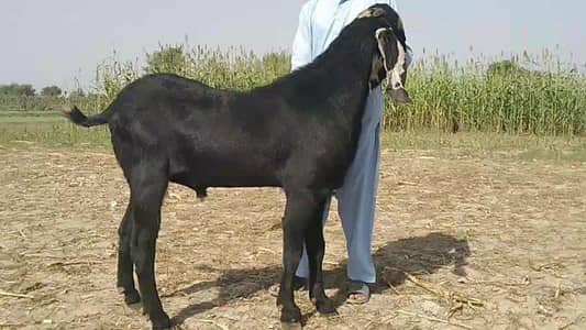 Bakra for sale _ +03291198926