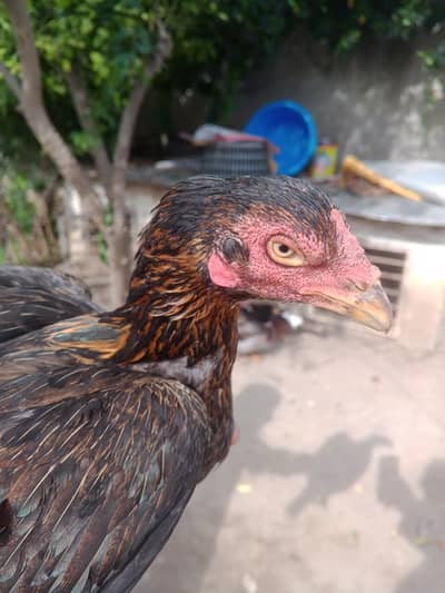 hen for sell price 6000 contact no :03247564942