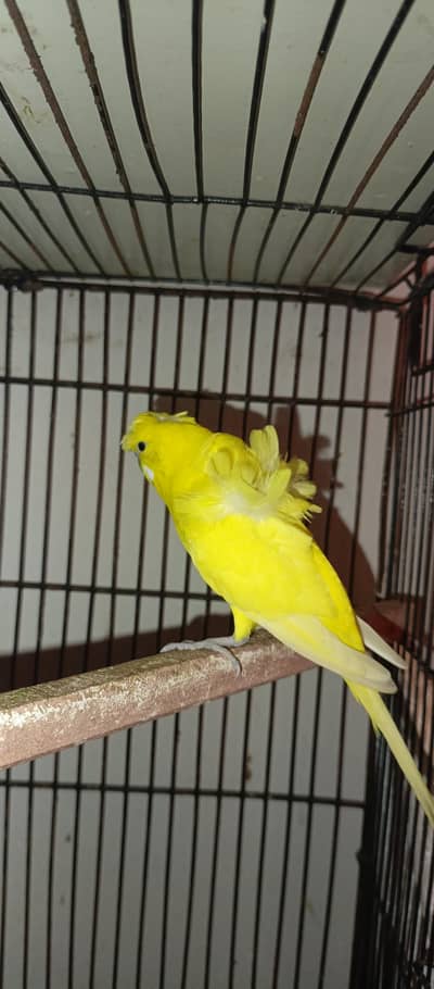 hogoromo double flower pair