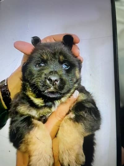 Pure germen shafted 03475981324