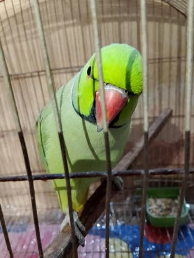 green neck parrot for sell