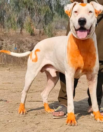 lappa gultair 11 month for sale