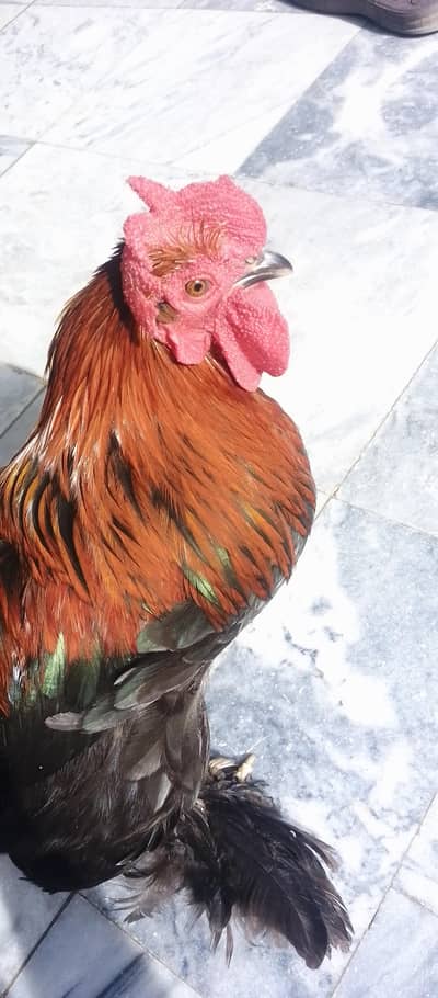 FOR SALE 03135613588