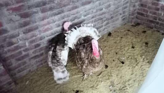 Red and Black male Turkeys