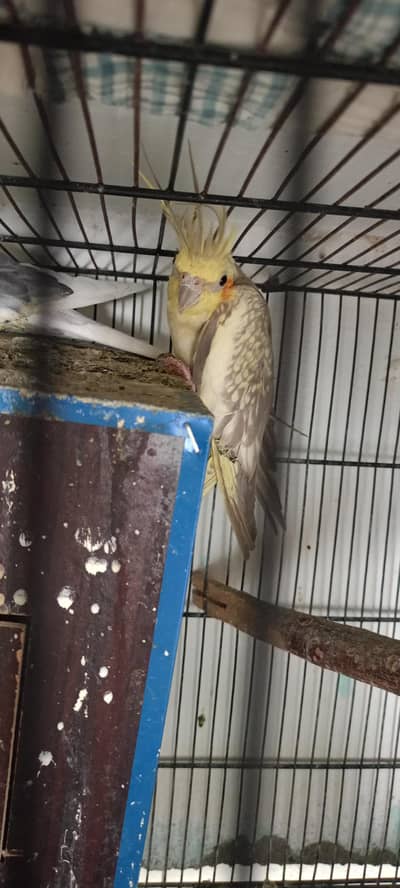 white and grey mail grey and yellow female