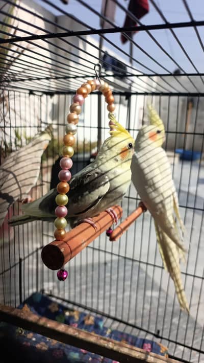 hand taimed cocktail for sale rare mutation