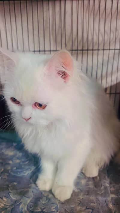 Persian pair ready for breed