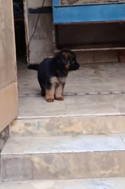 German Shepherd puppy mail for sale