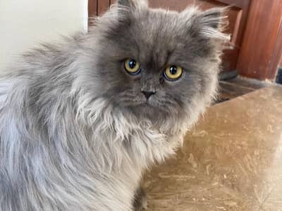 Persian Triple coat grey