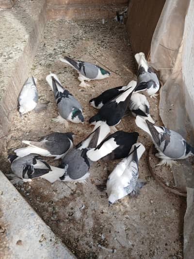 German bloodline Shirazi