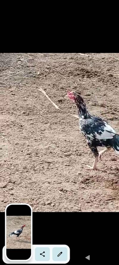 more bird available pathaa pathiyan available ha