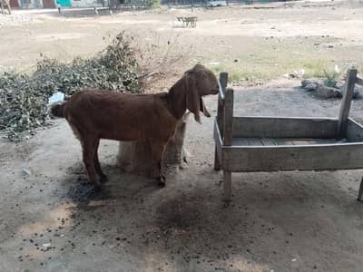 Goat for sale