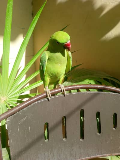 handtame green ringneck healthy and active