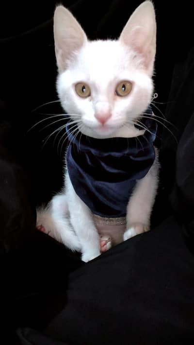 Persian Kitten for sale