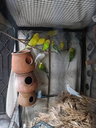 Australian parrots, budgies, white , yellow,red eye