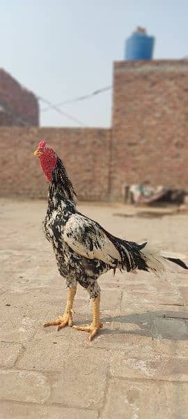 old blood Aseel rooster