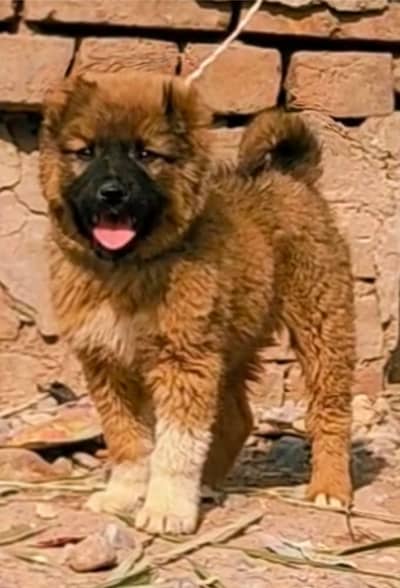 bakharwal dog | bakharwal | bakharwal puppies pair |security dog