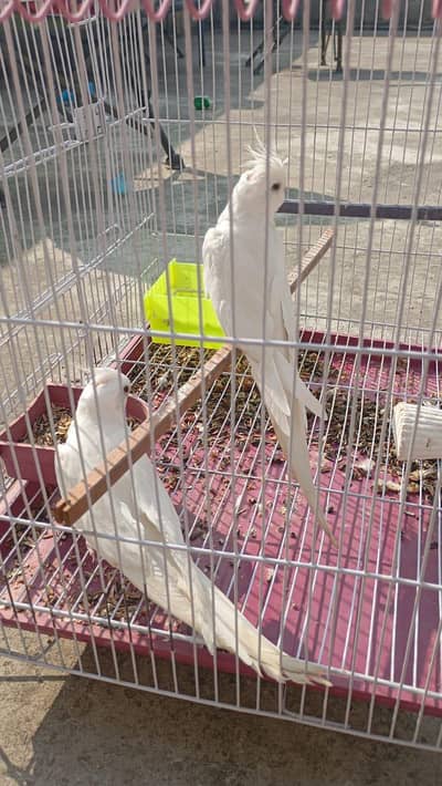 Cocktail Breeder Pair for Sale