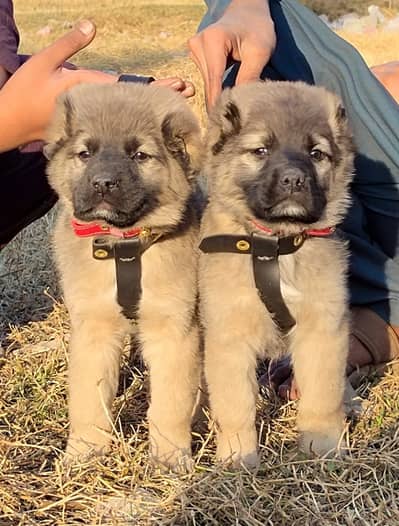 Turkish kangal | Turkish kangal puppies pair | kangal dog |  Kangal