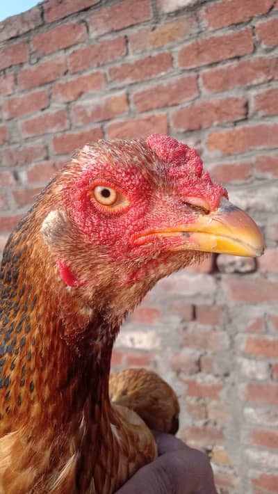 for sale Pakistani old blood line