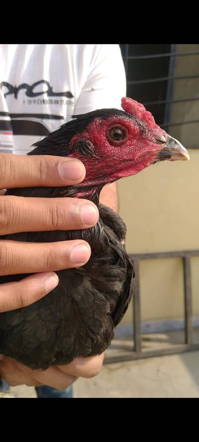 Thai pakoye video available every type