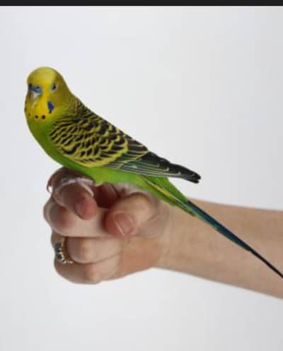 Full hand tame budgie