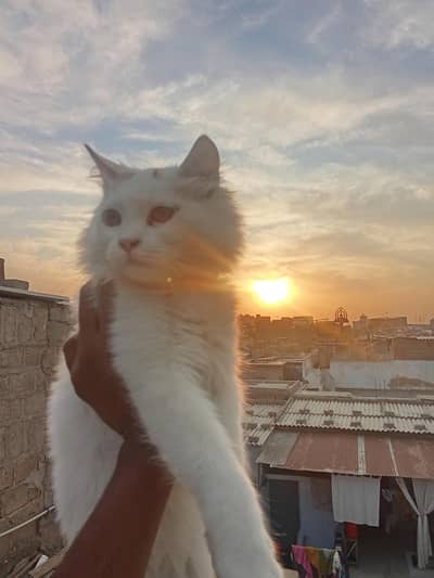 Persian single coat for sale