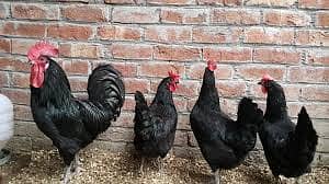 Australorp Egg Laying Female and Breeder males Avialable