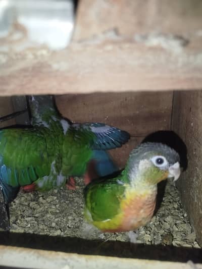 conure chicks